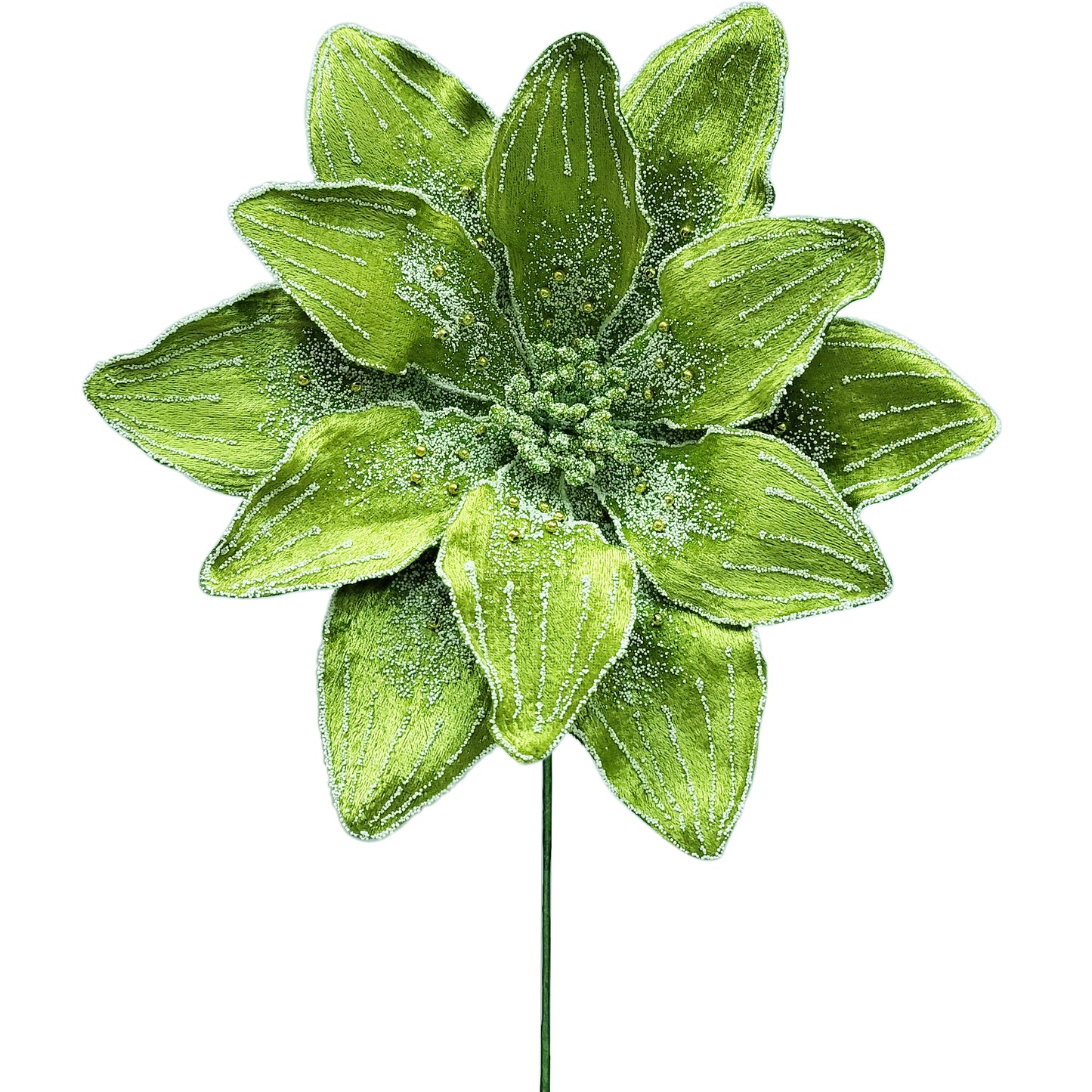 10Inch Green Amaryllis - Pack of 10