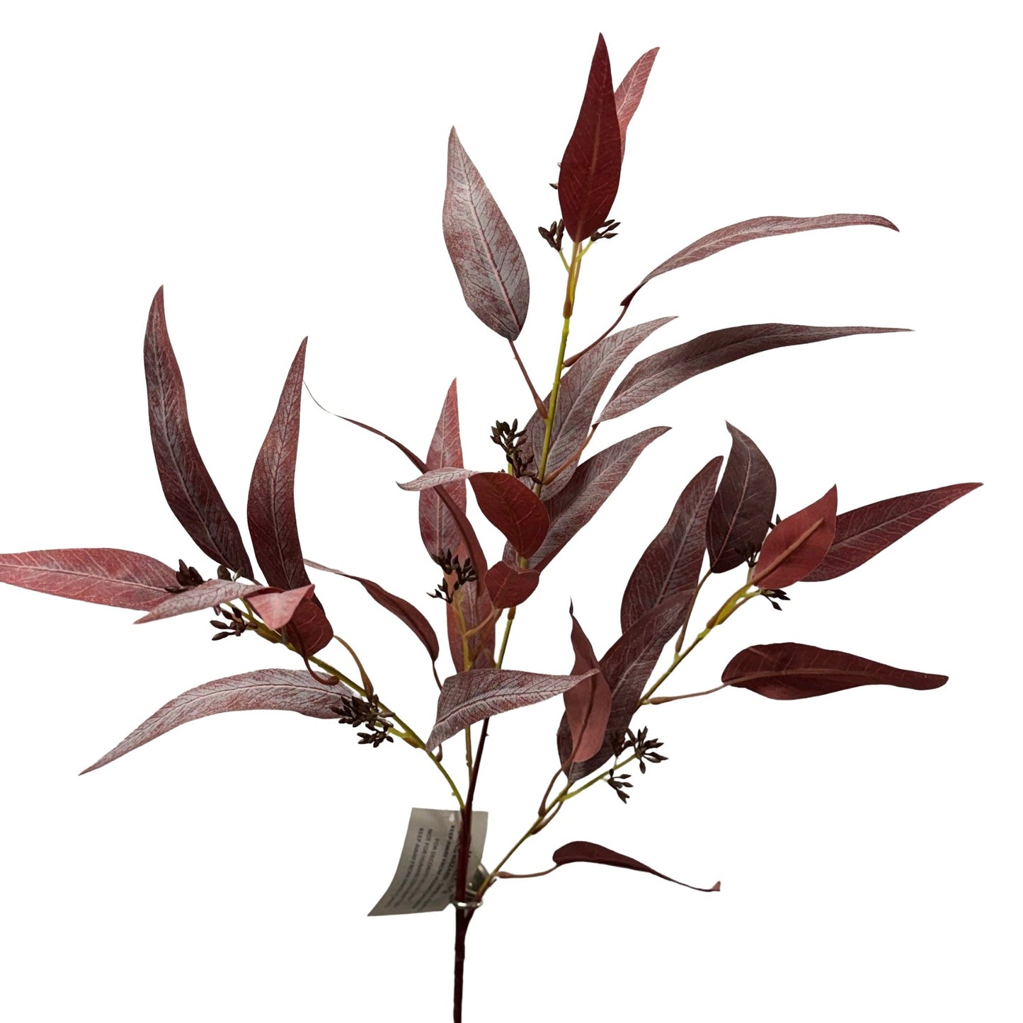 Eucalyptus Nicholi Burgundy - 12pcs