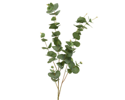 Eucalyptus - Pack of 6