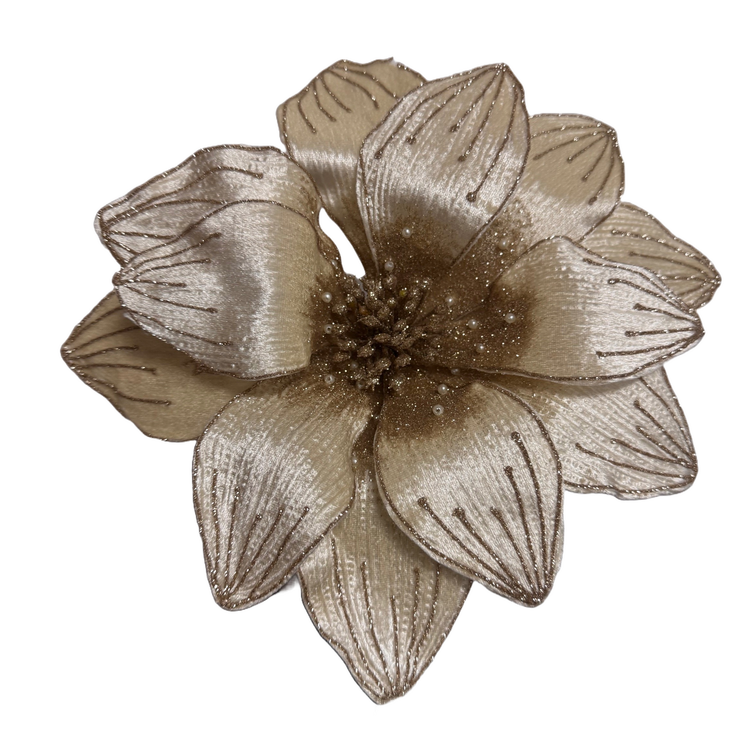 10Inch Champagne Amaryllis - Pack of 10