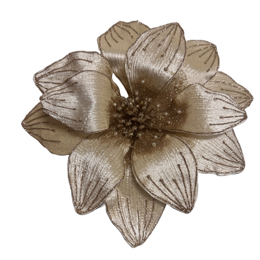 10Inch Champagne Amaryllis - Pack of 10