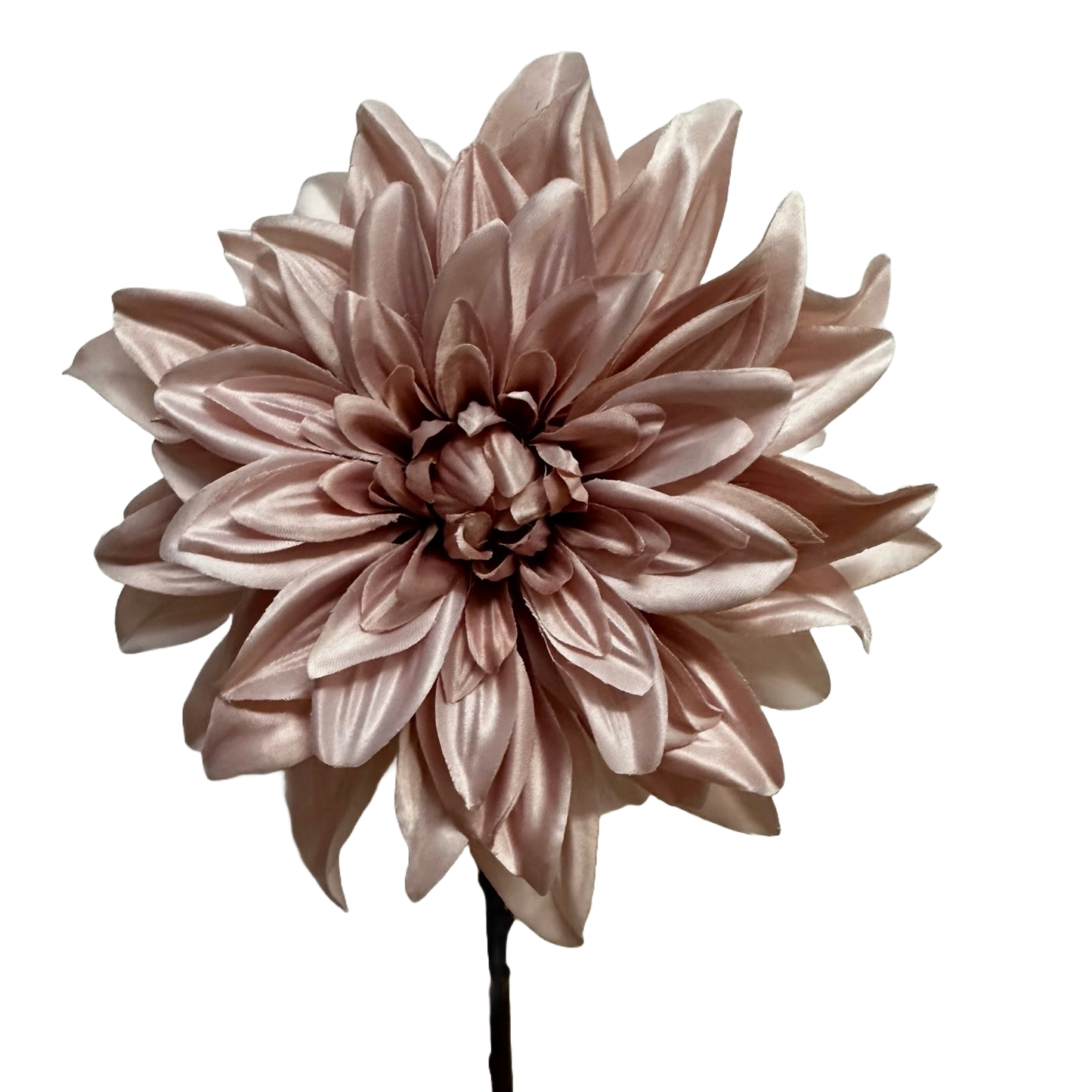 Blush Pink Dahlia on a stem - Pack of 9