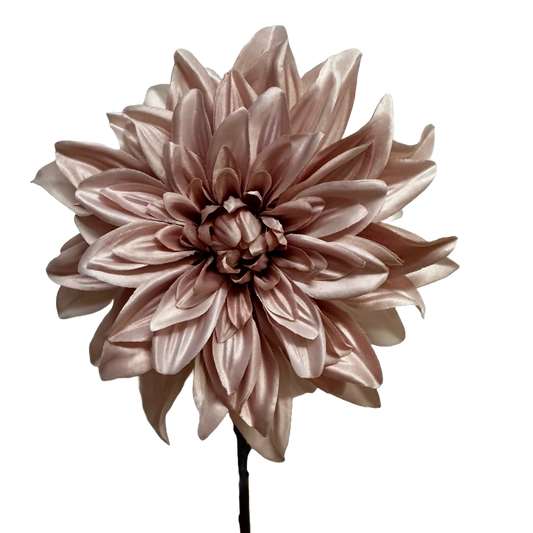 Blush Pink Dahlia on a stem - Pack of 9