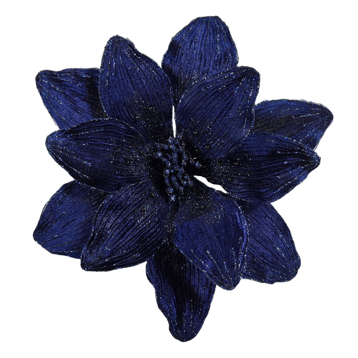 10Inch Blue (Midnight) Amaryllis - Pack of 10