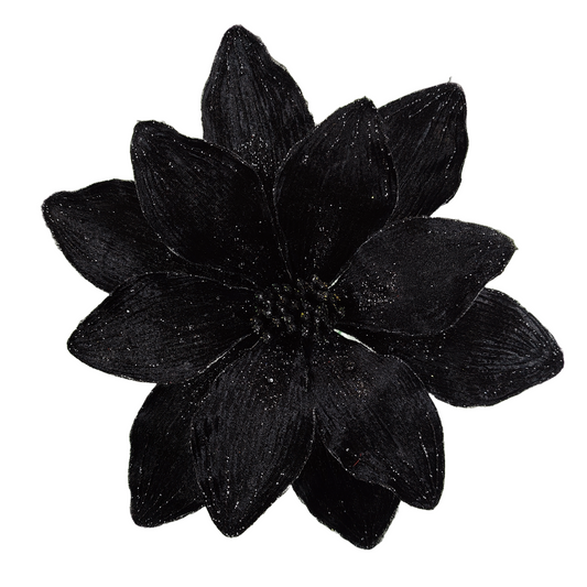 10Inch Black Amaryllis - Pack of 10