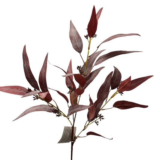 Eucalyptus Nicholi  Burgundy - 12pcs