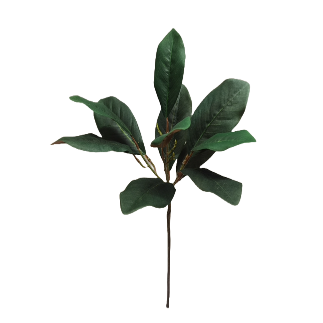 57cm Magnolia Leaf - Pack of 12